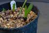 <em>Strumaria truncata aff</em>